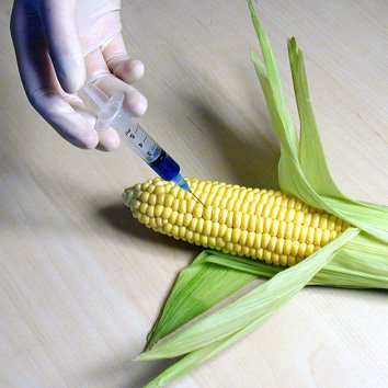GMOCORN