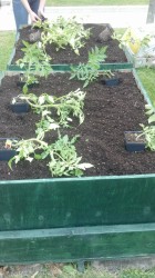 garden-1-140x250.jpg