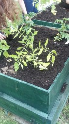 Tomato plants