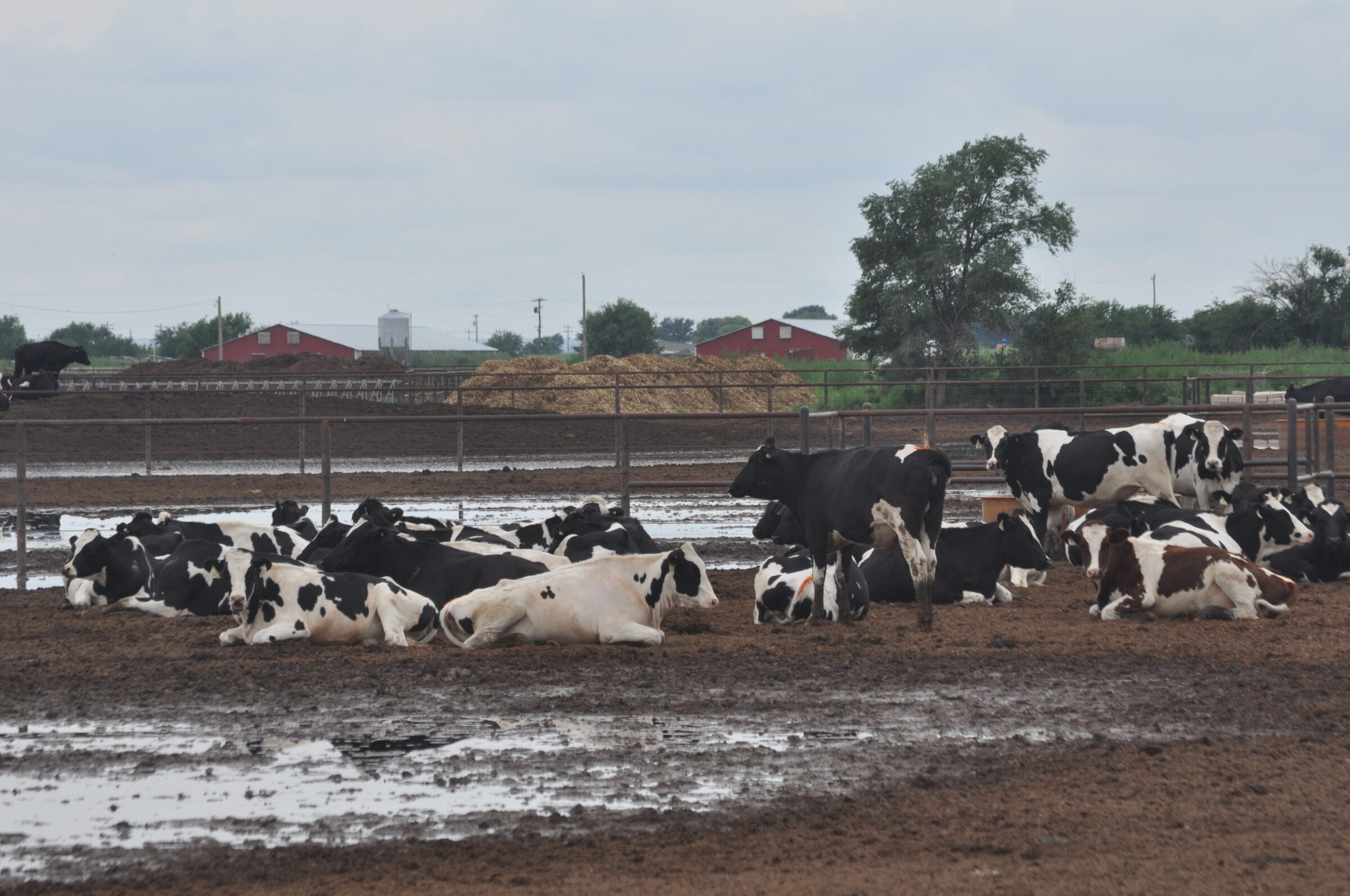 cows in a cafo laying in manure