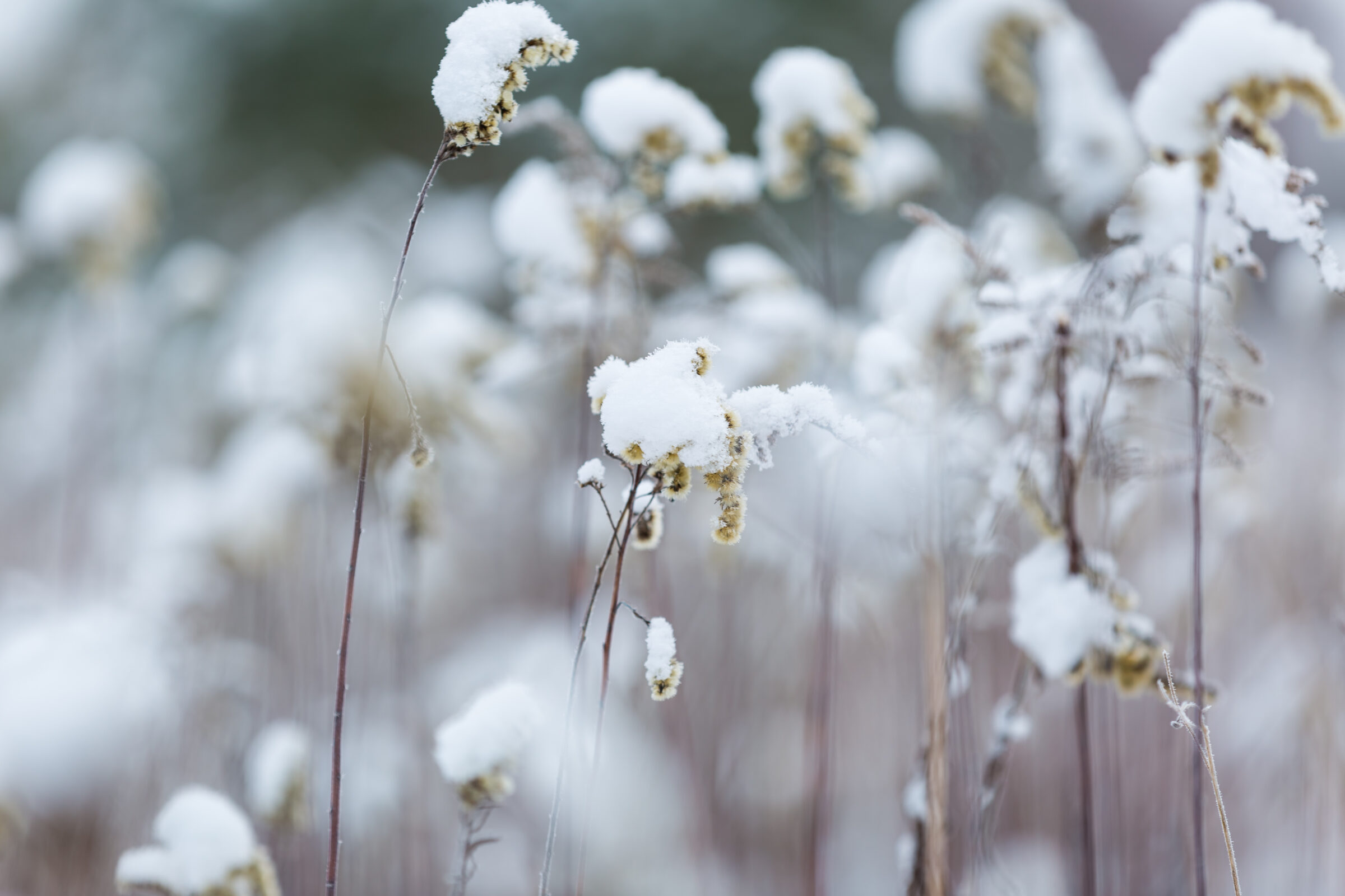 Withered plants under snow